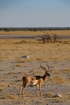 NAMIBIE (4)